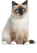 Birman Cat