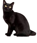 Bombay Cat
