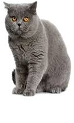 British Short Hair Cat