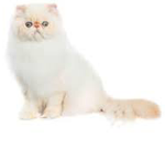 Himalayan Cat