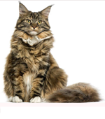 Maine Coon Cat
