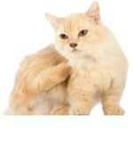 Munchkin Cat