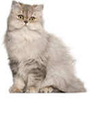 Persian Cat