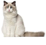 Ragdoll Cat