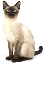 Siamese Cat