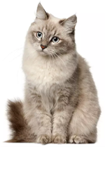 Siberian Cat