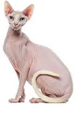 Sphynx Cat
