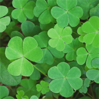 St Patricks Day