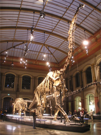 Brachiosaurus