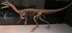 Eoraptor