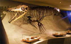 Mosasauruas