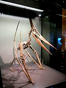 Pterodactyl
