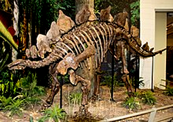 Stegosaurus