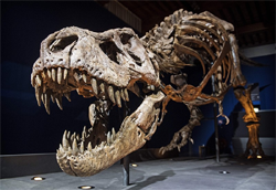 T-rex