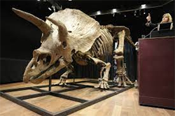 Triceratops