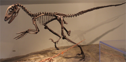 Velociraptor