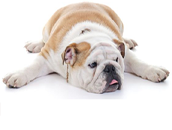 Bulldog