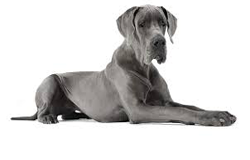 Great Dane