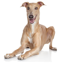 Grey Hound