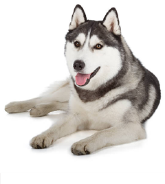 Husky