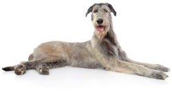 Irish Wolfhound