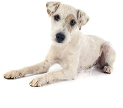 Jack Russell