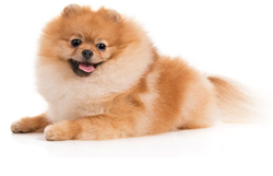 Pomeranian