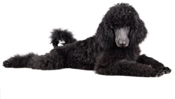 Poodle