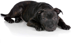 Staffordshire Bull Terrier