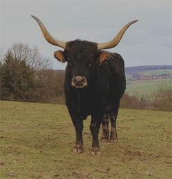 Aurochs