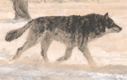 Direwolf