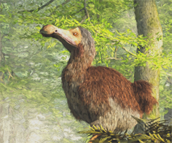 Dodo