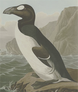 Great Auk