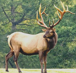 Irish Elk