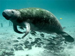Stellers Sea Cow