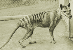 Tasmanian Tiger