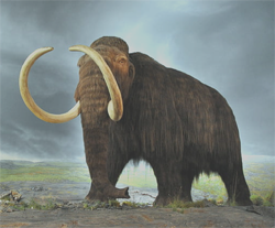 Woolly Mammoth