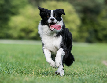 Border Collie