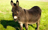 Donkey