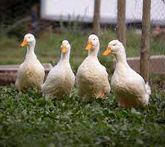 Duck