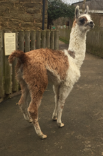 Llama