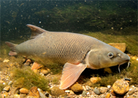 Barbel