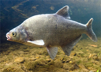 Bream