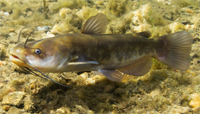 Bullhead