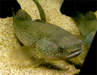 Gudgeon