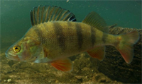 Perch