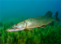 Pike