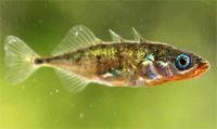 Stickleback