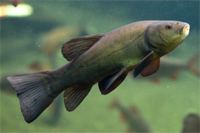 Tench