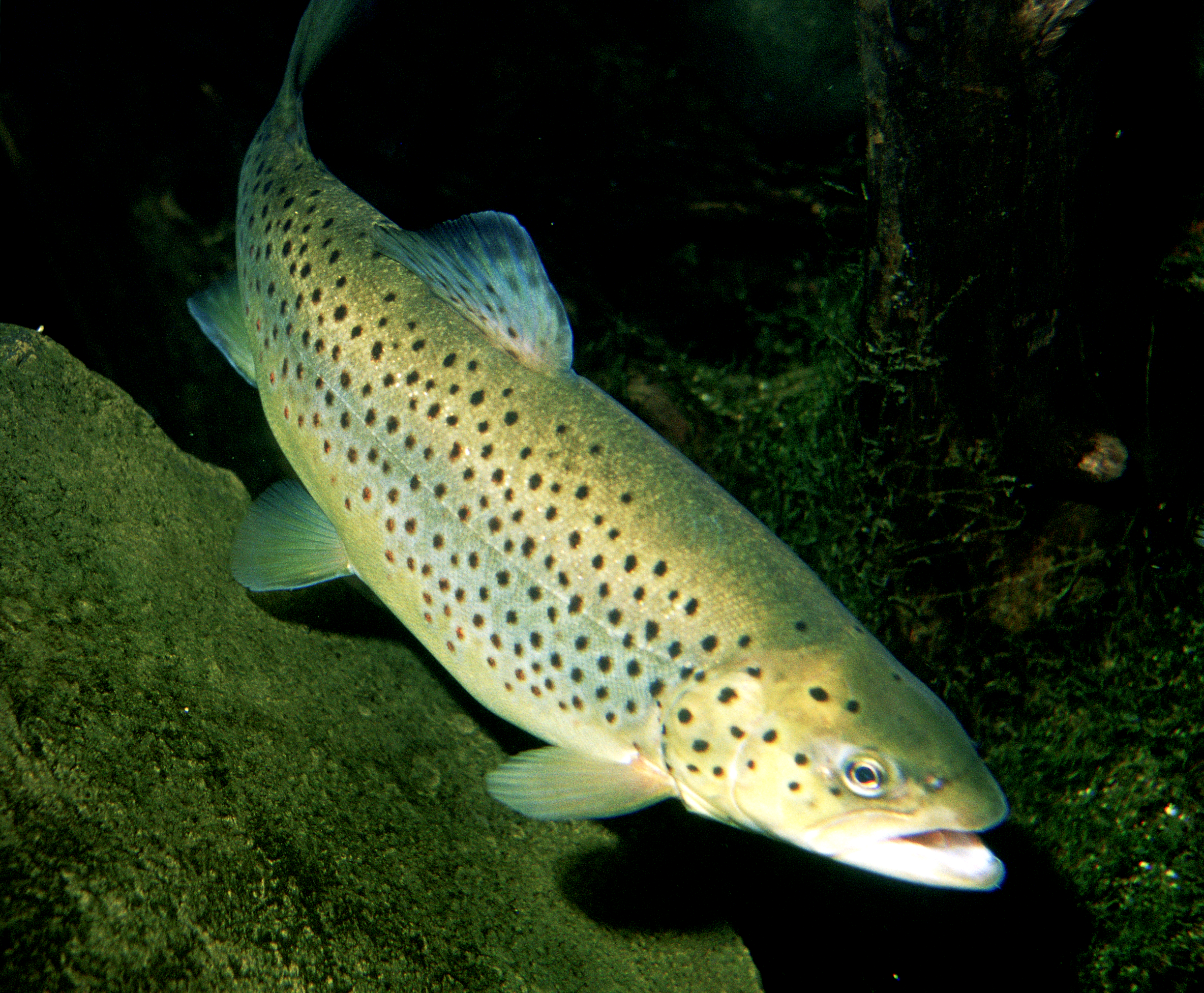 Trout